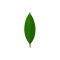 MongoDB Logo